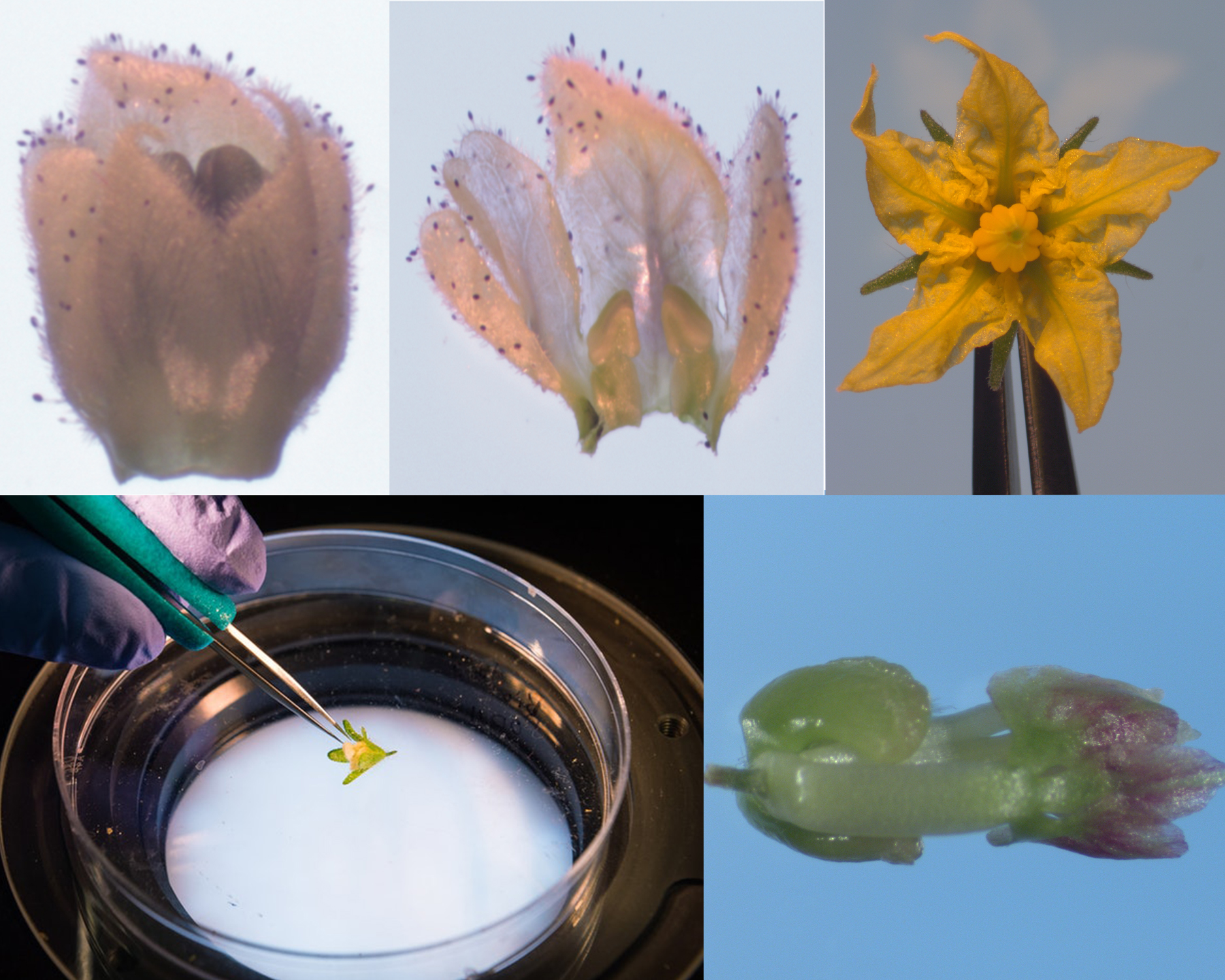 Dissection of flowers under microscopy