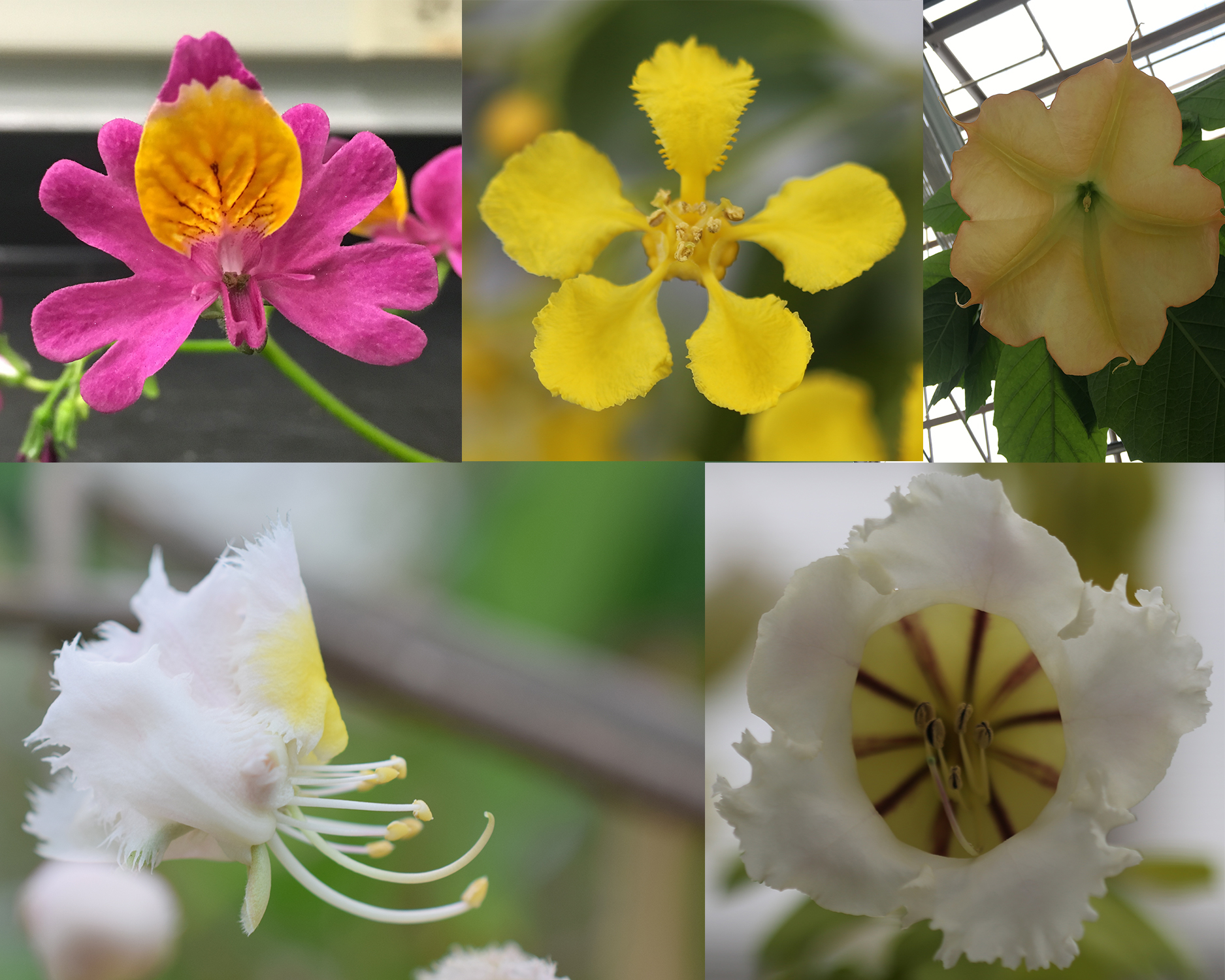 Sample flowers from Solanaceae and Malpighiceae