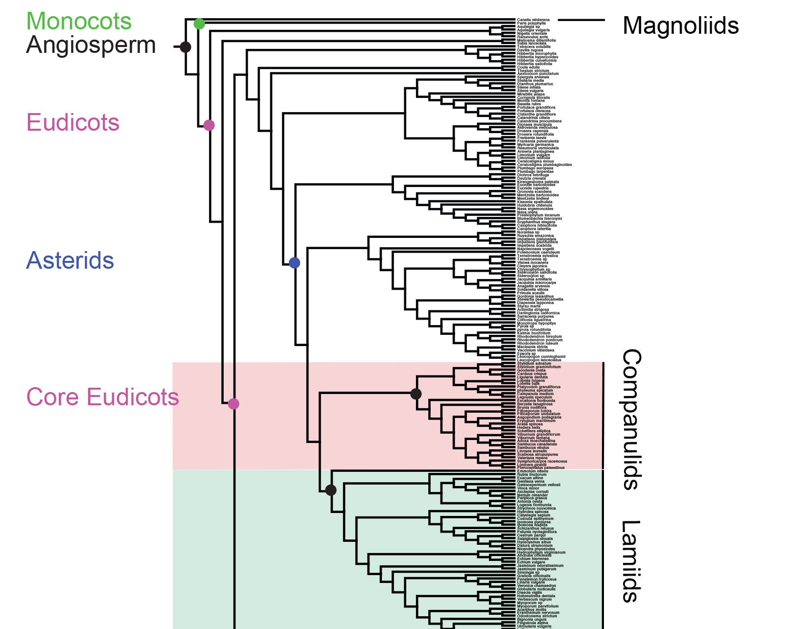 Phylogenetic tree of basal pentapetalous angiosperms