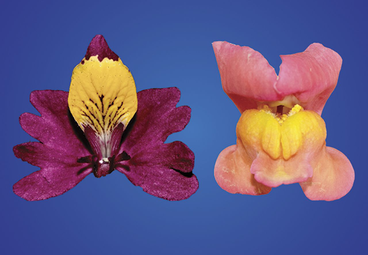 Image of Schizanthus and Antirrhinum for special highlight